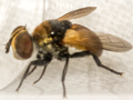 Cistogaster globosa